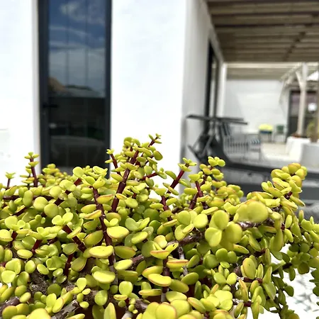 Casita Tiaré Lejlighed