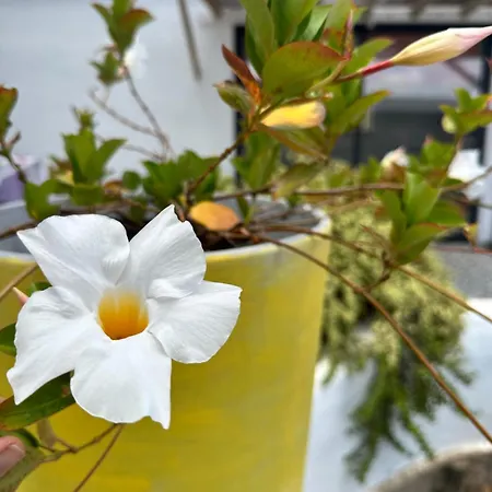 Daire Casita Tiare Lajares