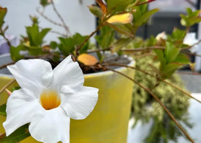 Apartman Casita Tiare Lajares